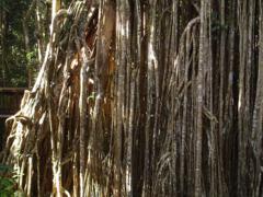 Curtain-fig-treetn
